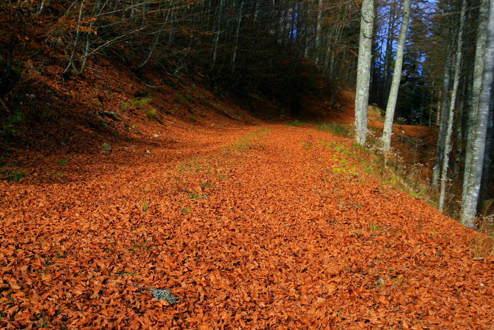 Waldweg