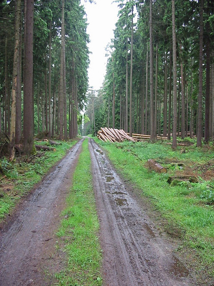 Waldweg