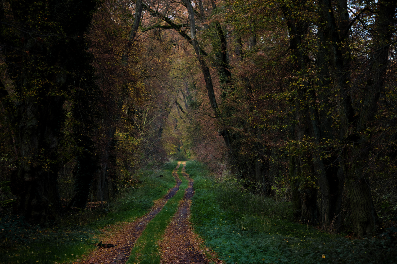 Waldweg