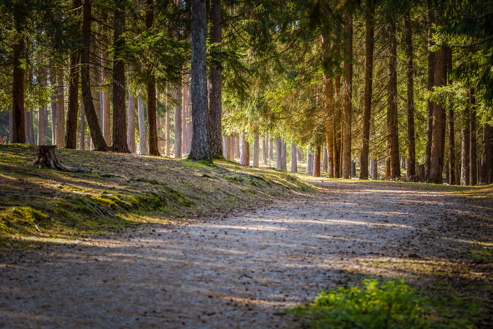 Waldweg