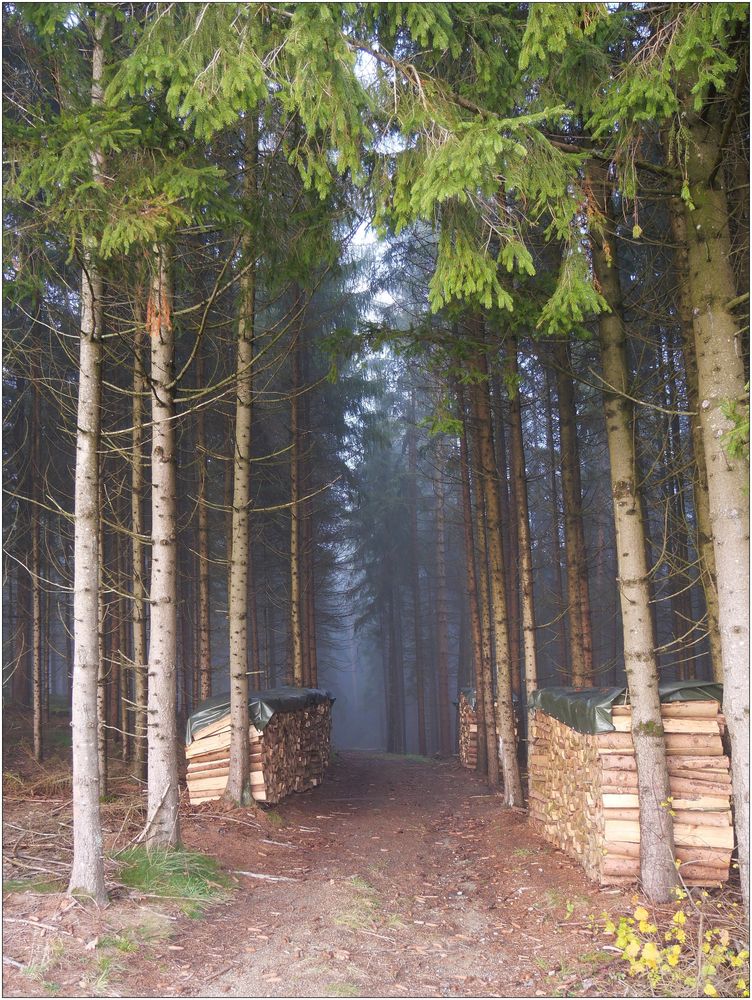 Waldweg