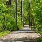 Waldweg