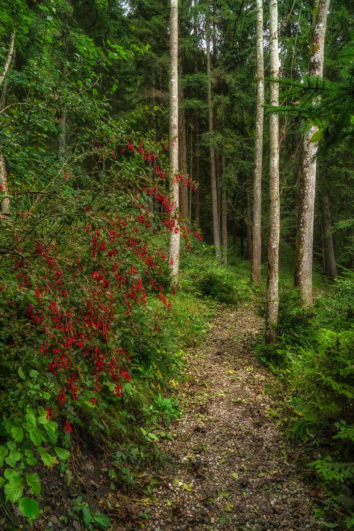 Waldweg