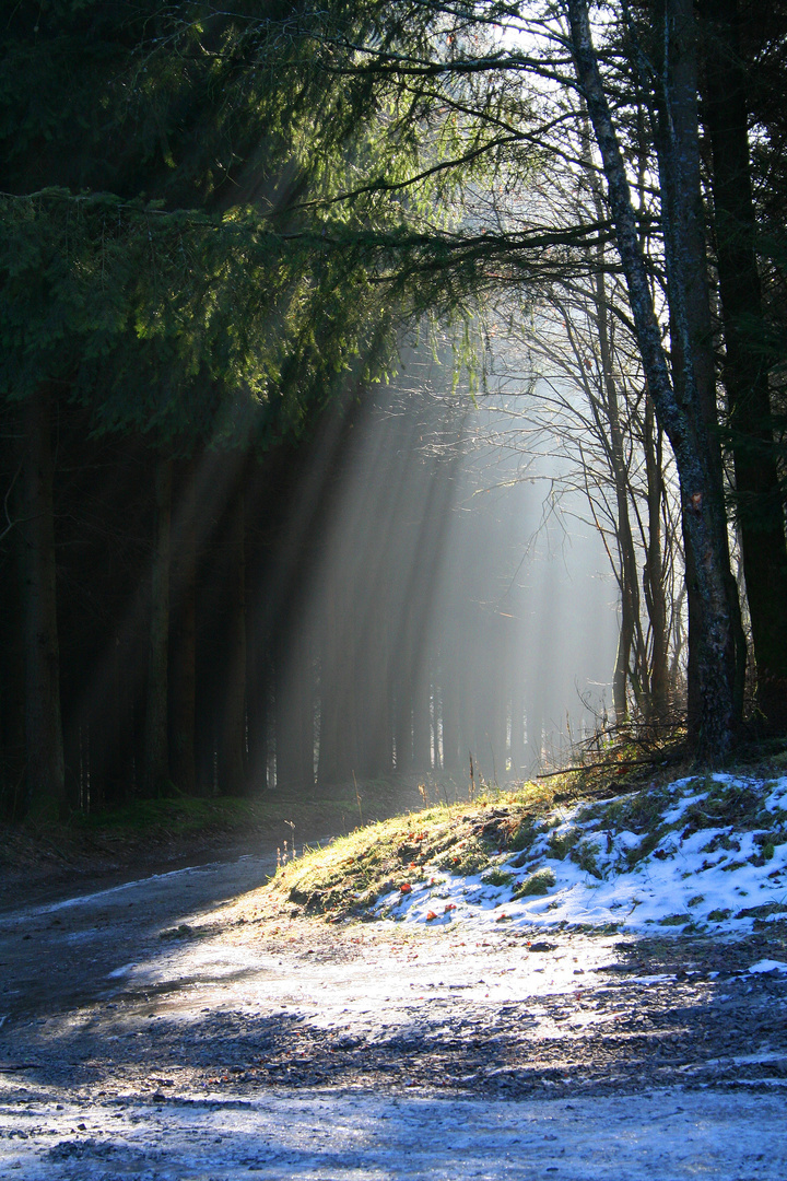 waldweg