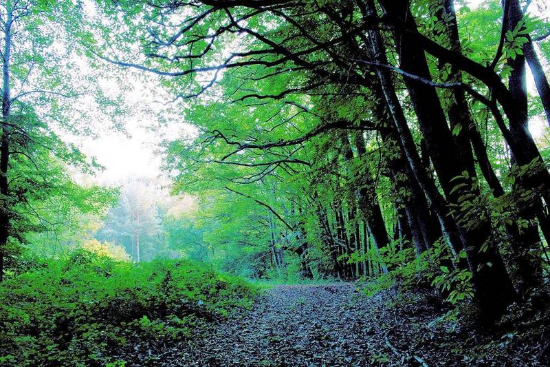 waldweg