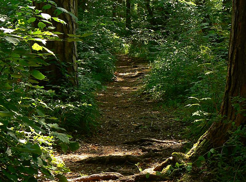 Waldweg