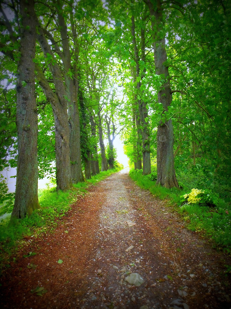 Waldweg (forest path)