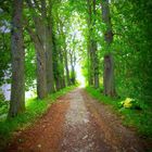 Waldweg (forest path)