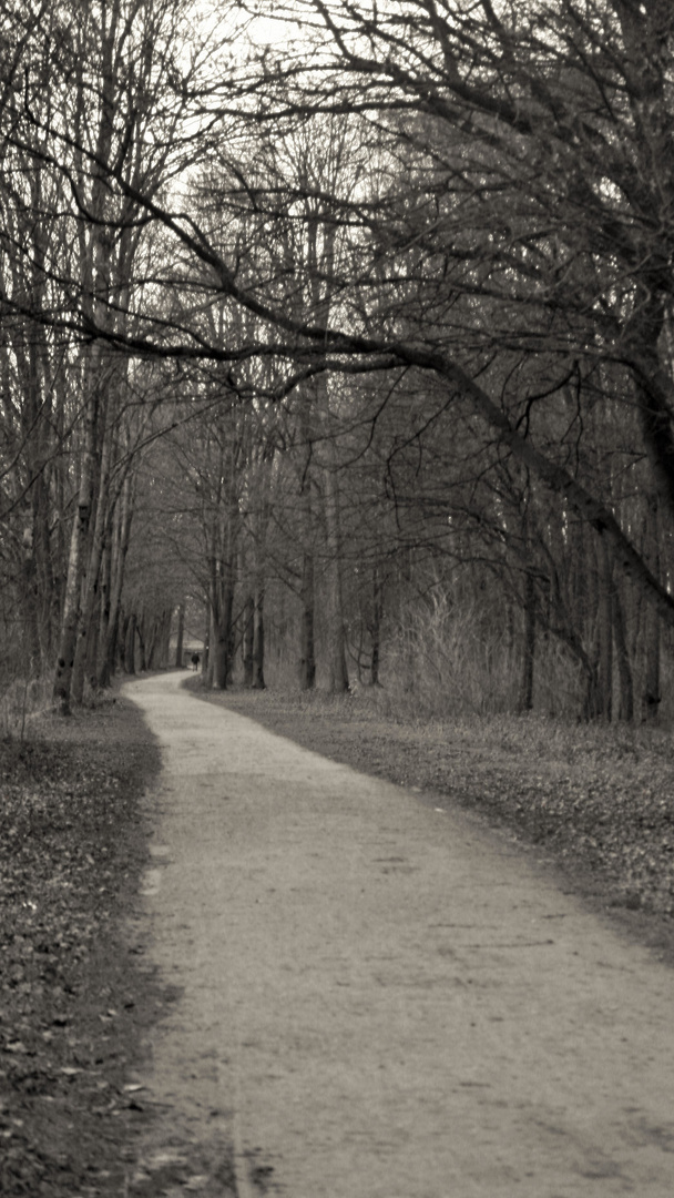 Waldweg / forest road