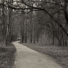 Waldweg / forest road