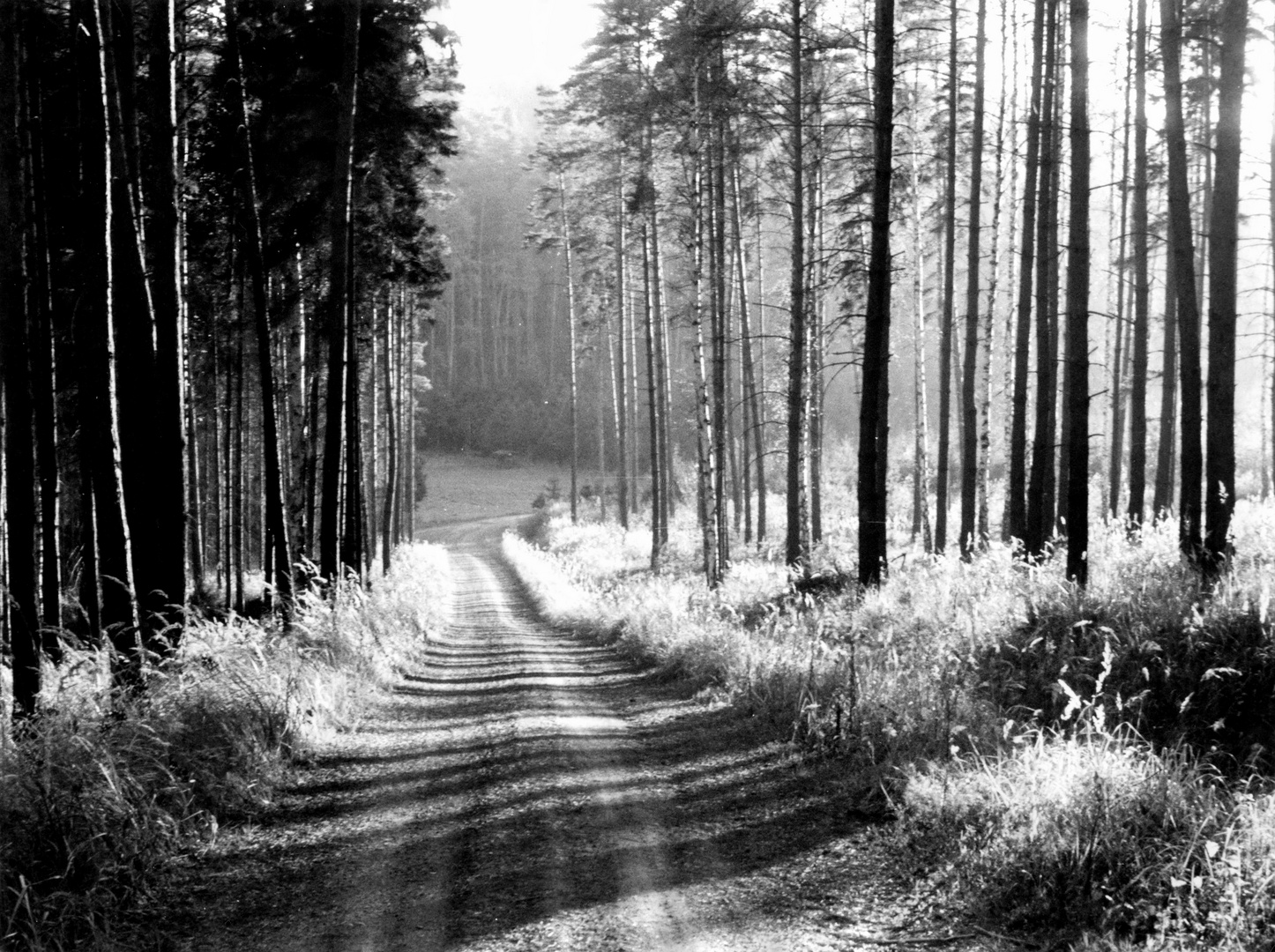 Waldweg - Foto 1982