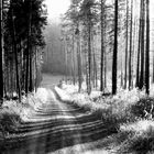 Waldweg - Foto 1982