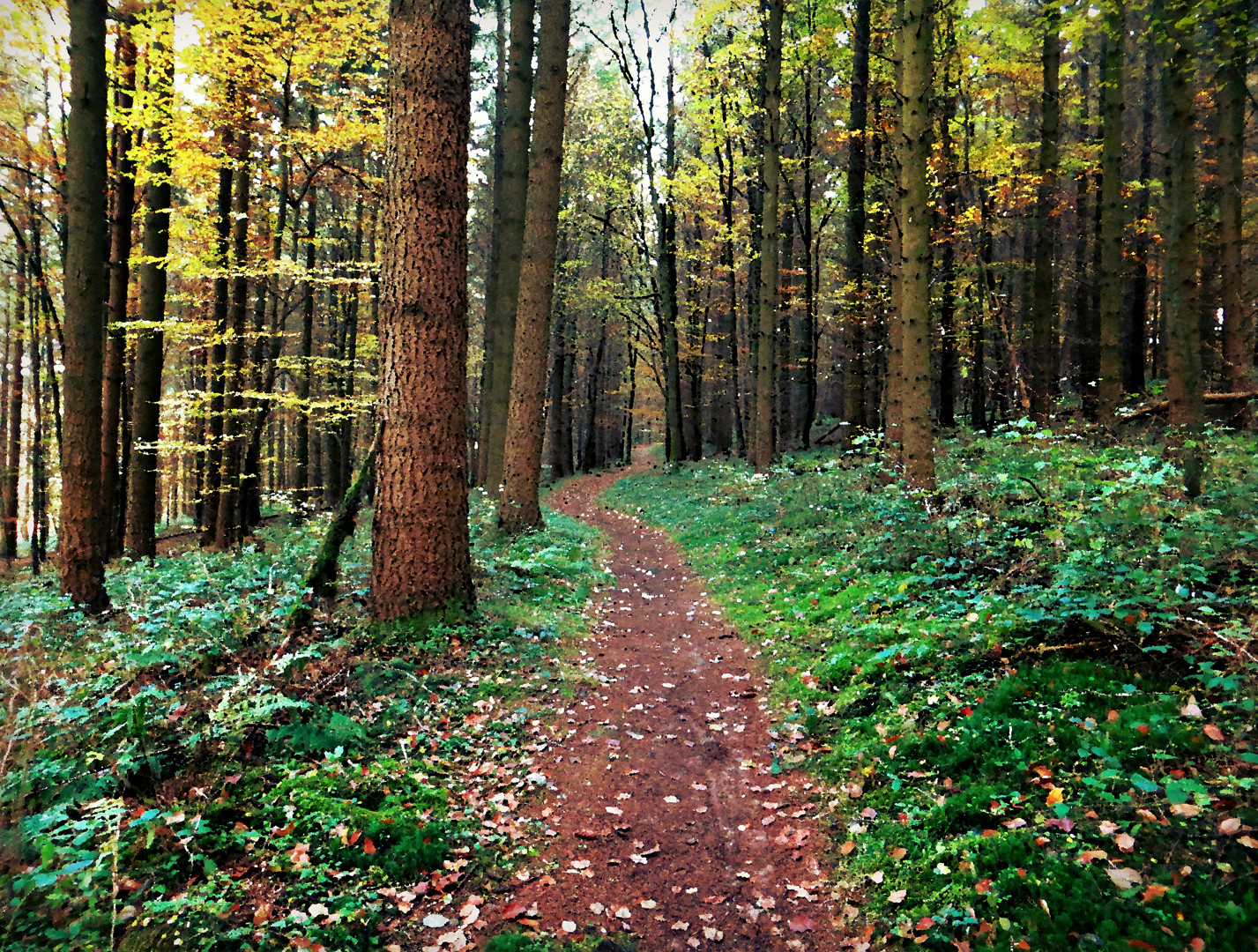 Waldweg gleich ums Eck