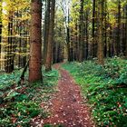 Waldweg gleich ums Eck