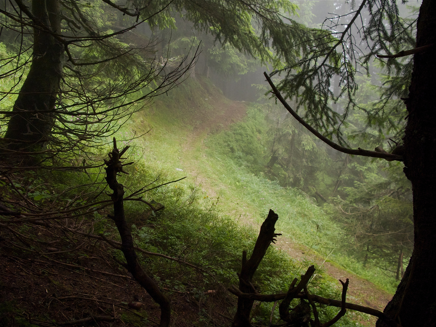 Waldweg. Golzern