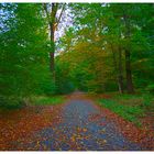 Waldweg - HDR