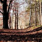 Waldweg, Herbstgang