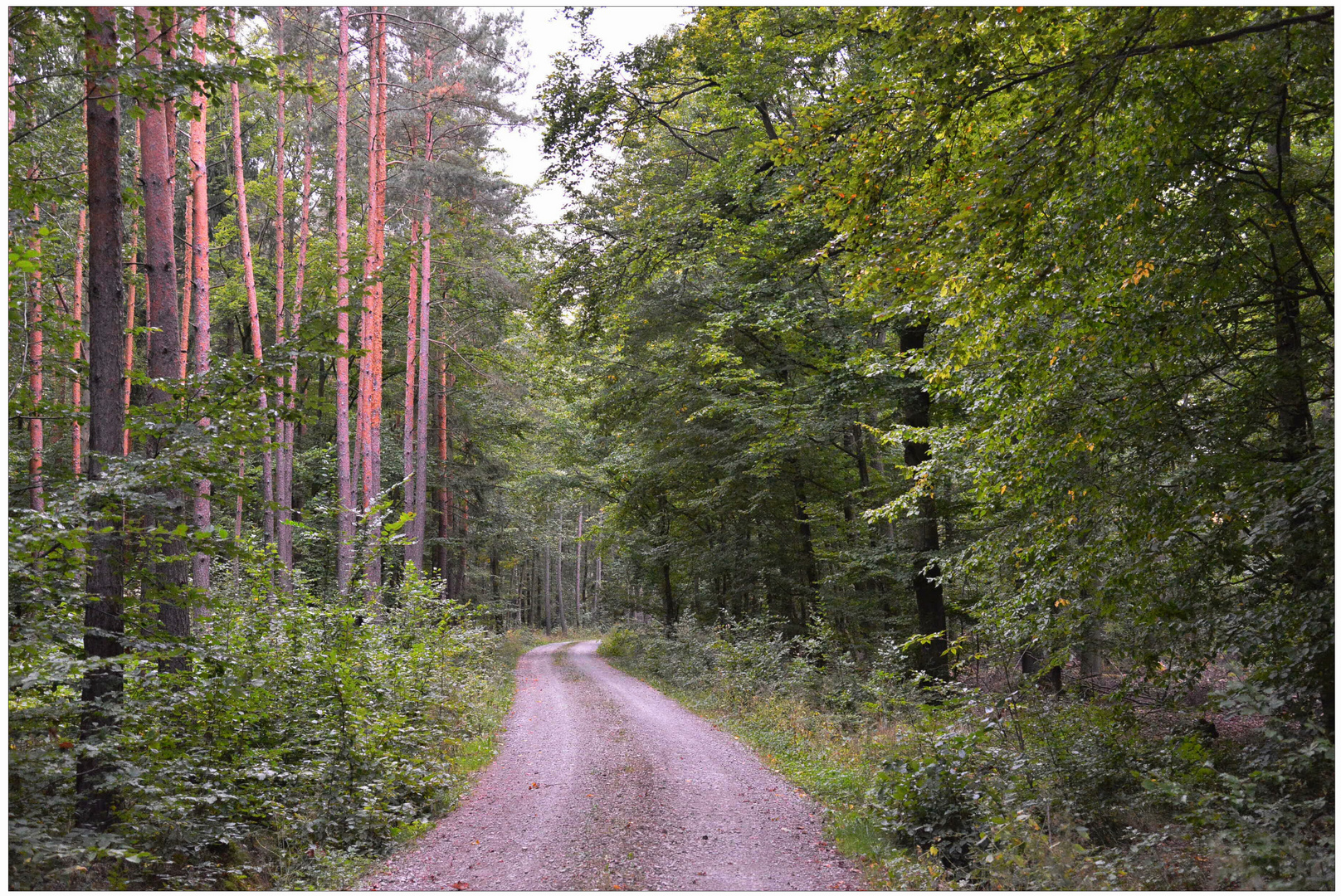 Waldweg I (camino forestal I)