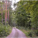 Waldweg I (camino forestal I)
