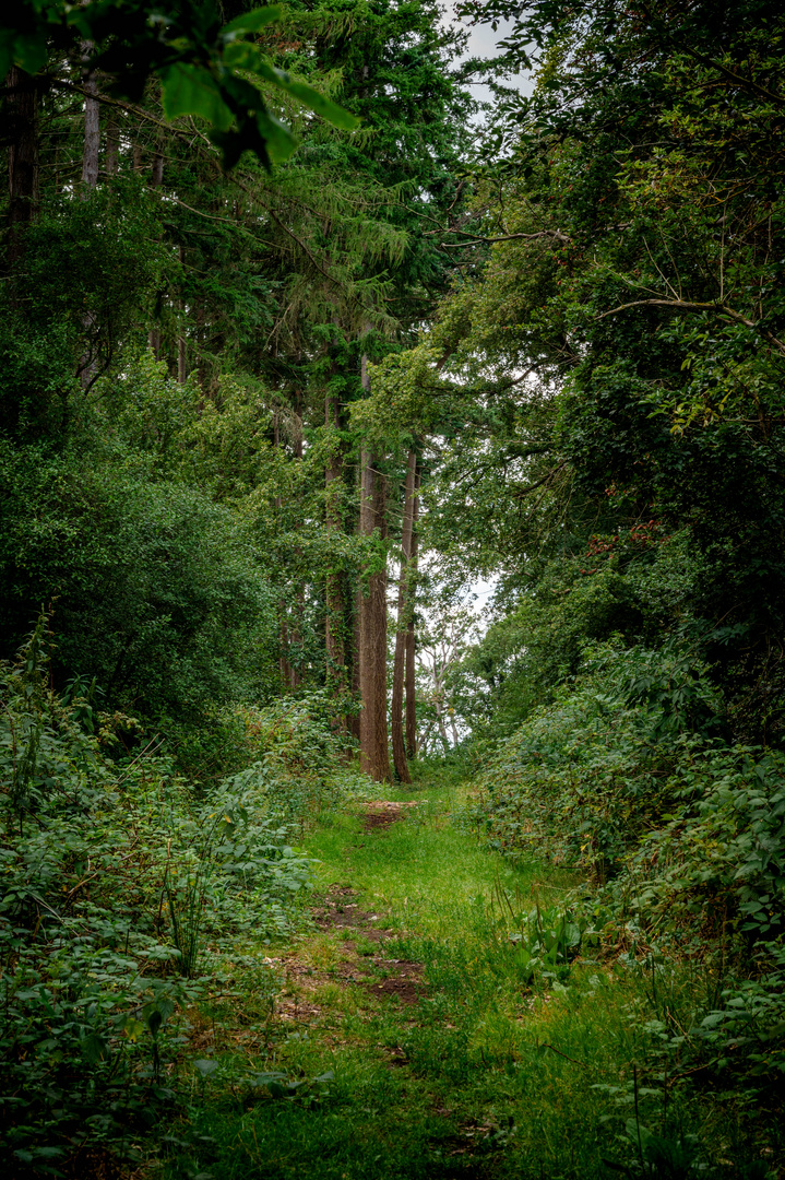 Waldweg-Idyll