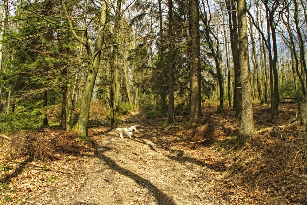 Waldweg II