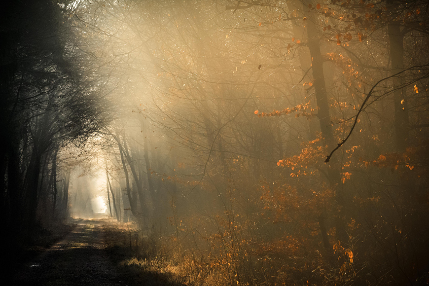 Waldweg- II