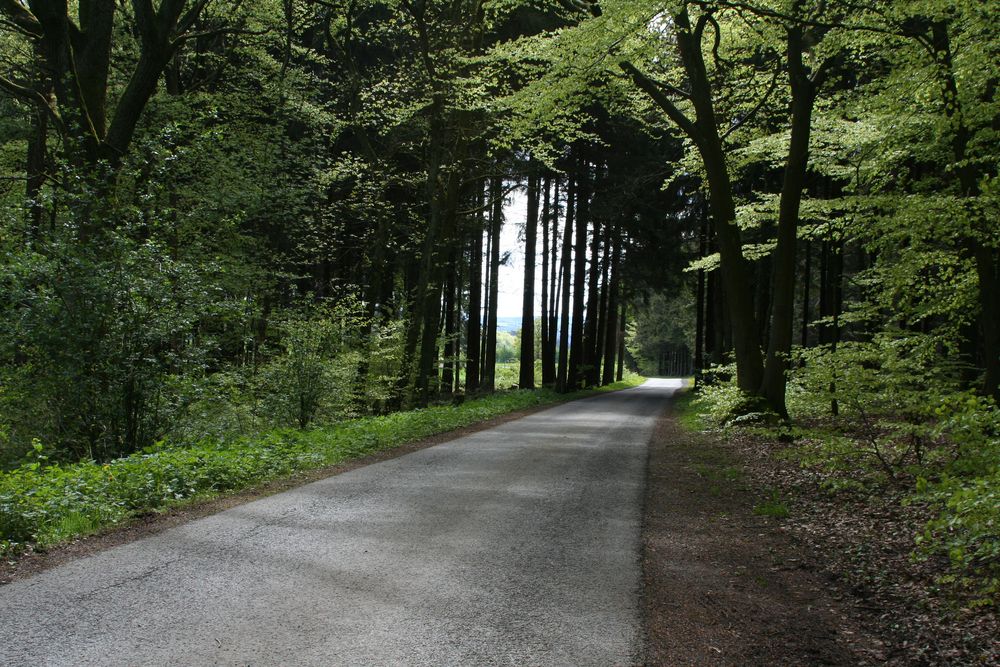 Waldweg (II)