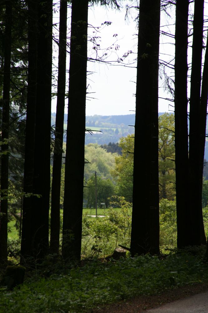 Waldweg (III)