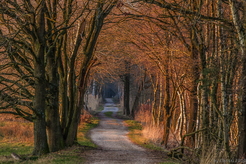 Waldweg im Abendlicht