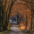 Waldweg im Abendlicht