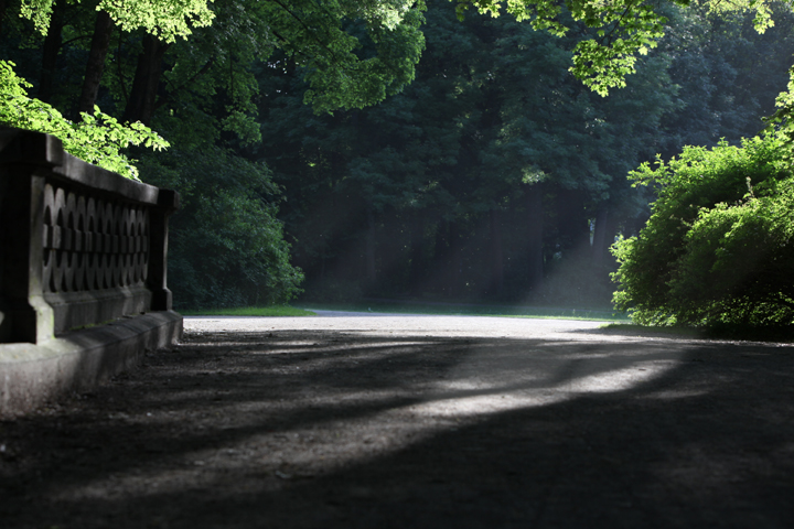 Waldweg im Abendlicht