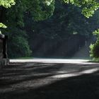 Waldweg im Abendlicht