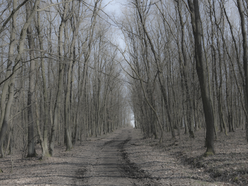 Waldweg im Atzbacher Wald