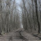 Waldweg im Atzbacher Wald