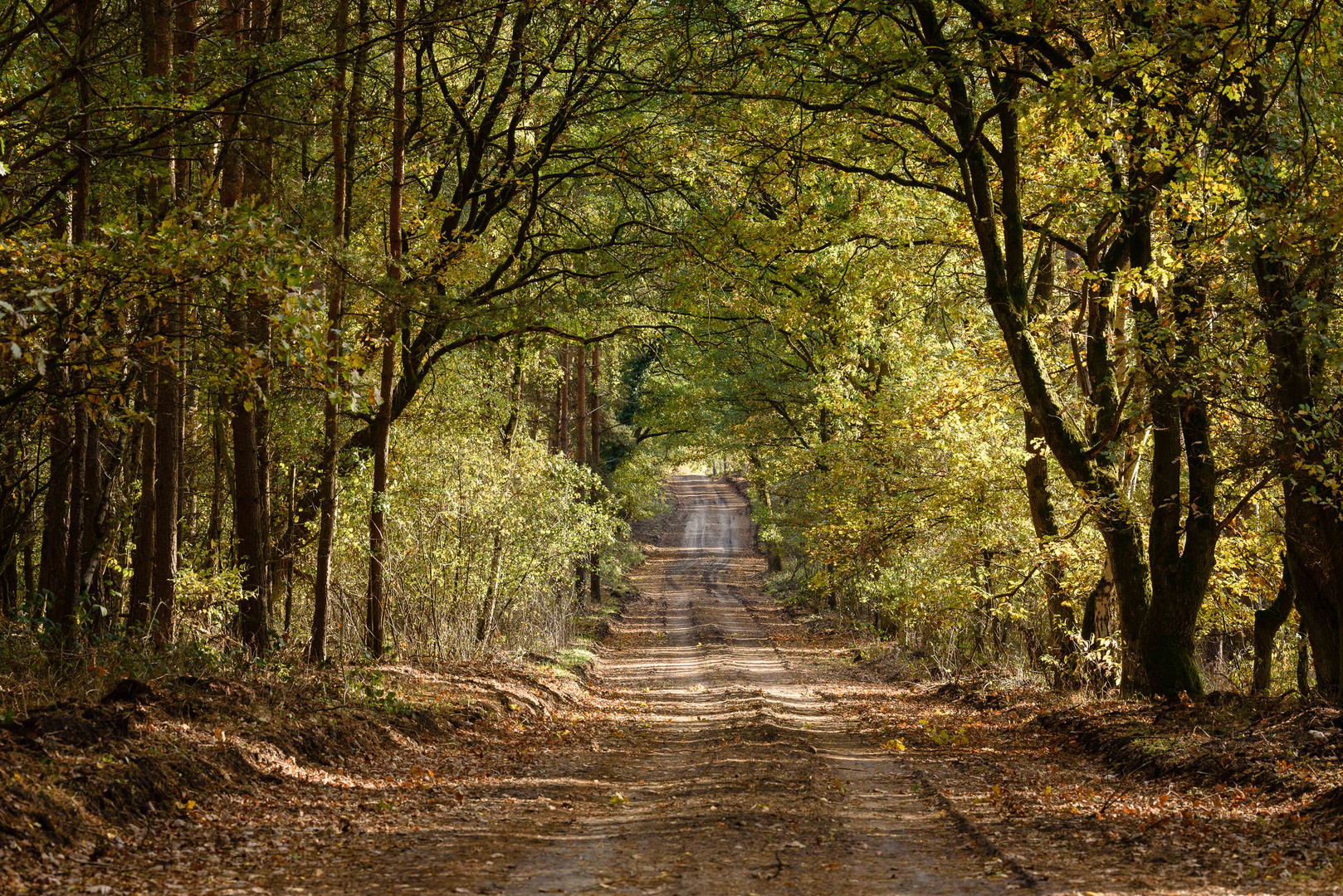 Waldweg im Dalsch