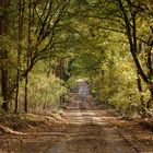 Waldweg im Dalsch