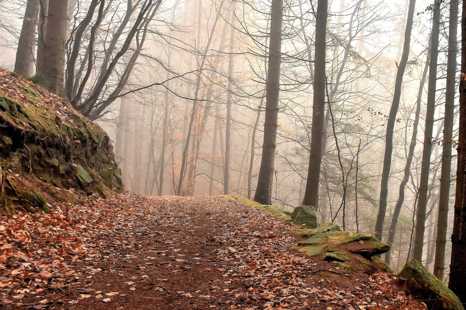 Waldweg im Eifelgebirge