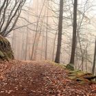 Waldweg im Eifelgebirge