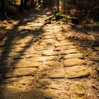 Waldweg im Elbsandsteingebirge