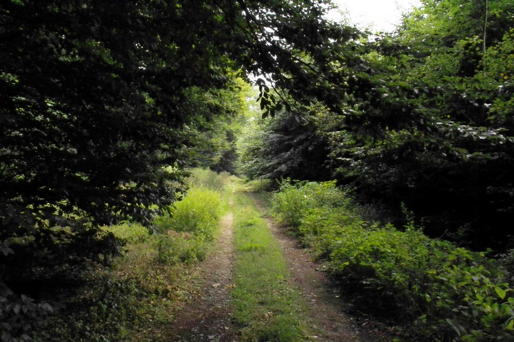 Waldweg im Fläming