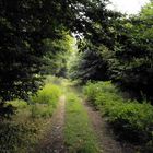 Waldweg im Fläming