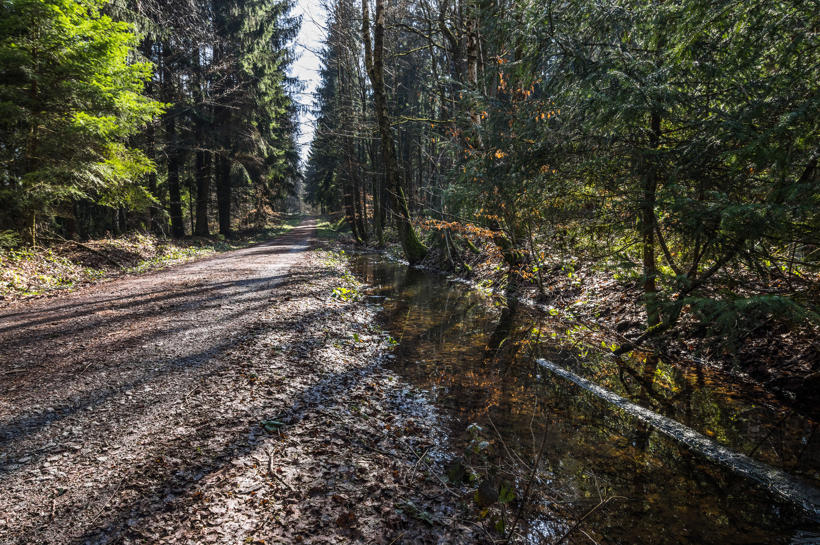 Waldweg im Frühjahr