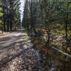 Waldweg im Frühjahr