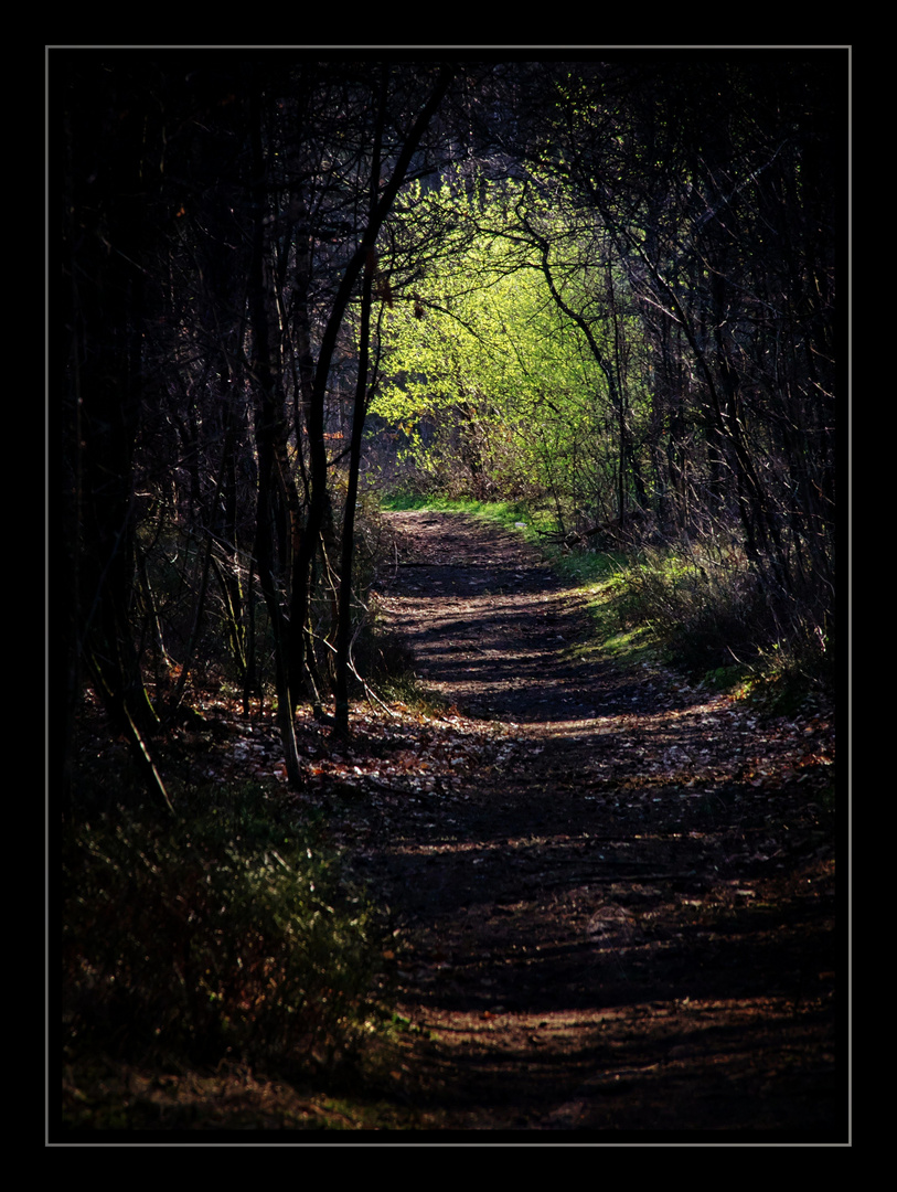 Waldweg im Frühling