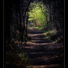 Waldweg im Frühling