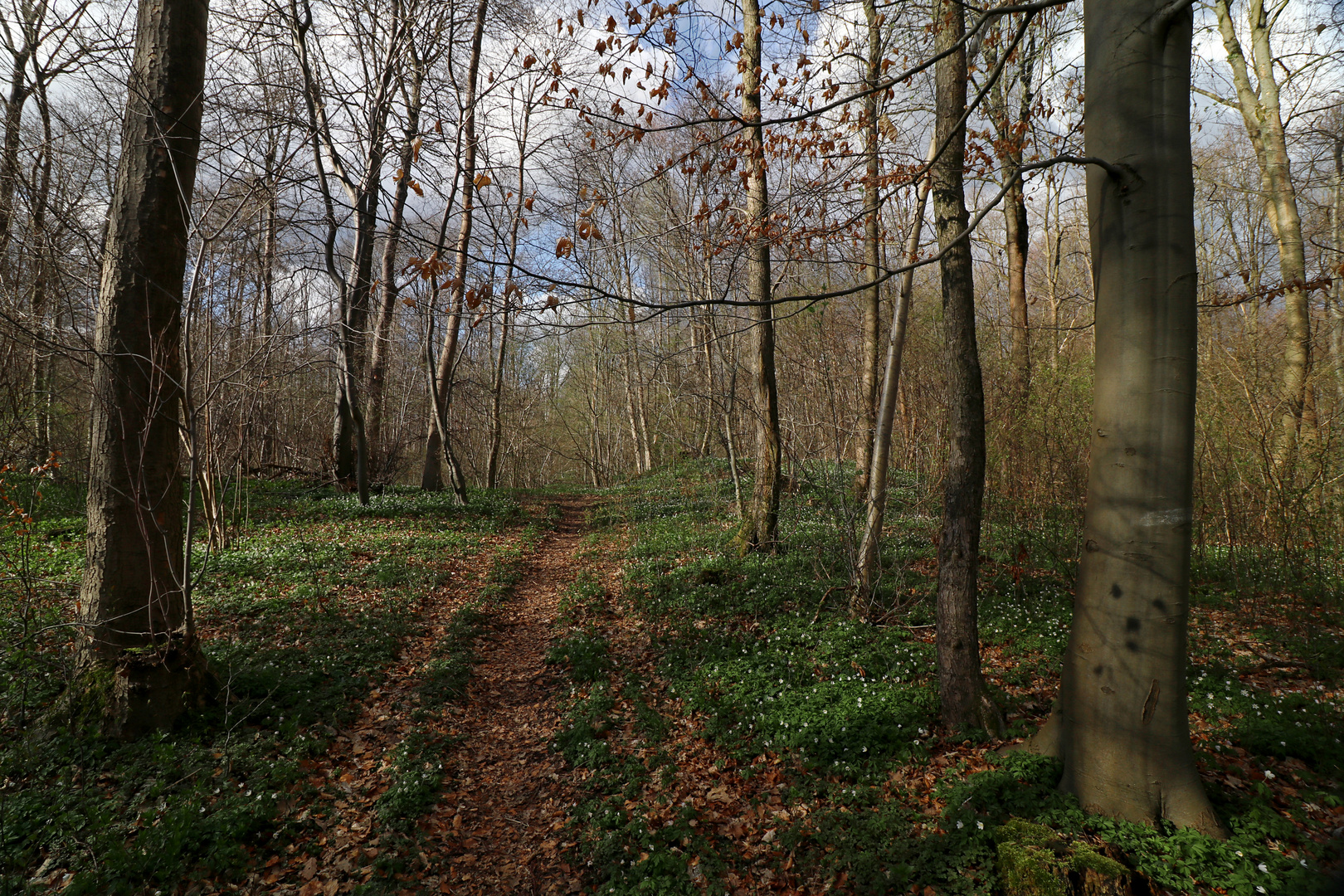 Waldweg im Frühling