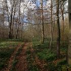 Waldweg im Frühling