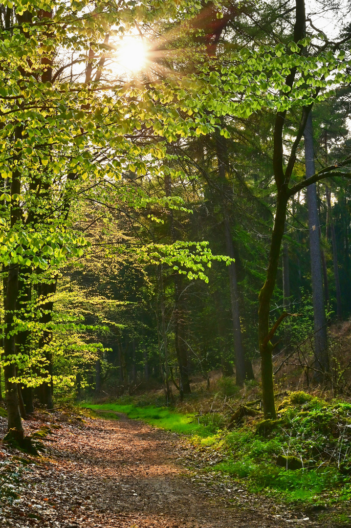 Waldweg im Frühlingslicht