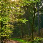 Waldweg im Frühlingslicht