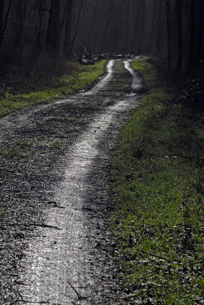 Waldweg im Gegenlicht